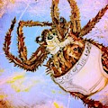 If Orb Weavers Wore Underwear